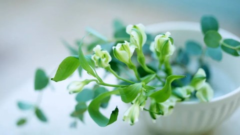 植物基食品企业AI获客，植物肉/植物奶的智能营销革命